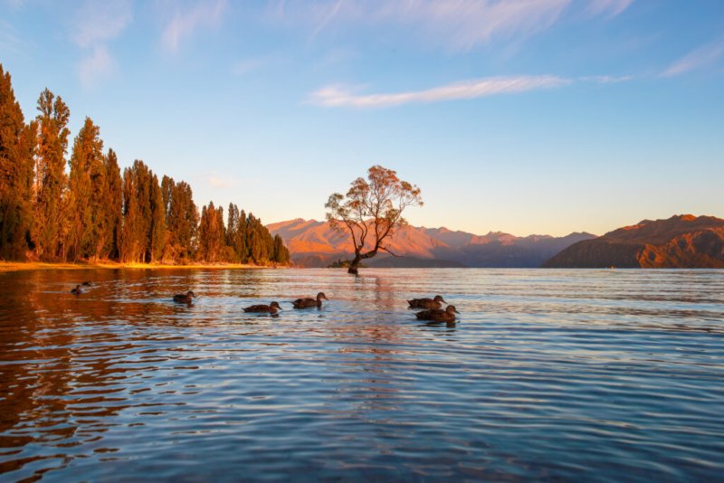 Foto des Wanaka Tree im Lake Wanaka, Neuseeland, mit mehreren Enten im Vordergrund und einer Berglandschaft im Hintergrund.
