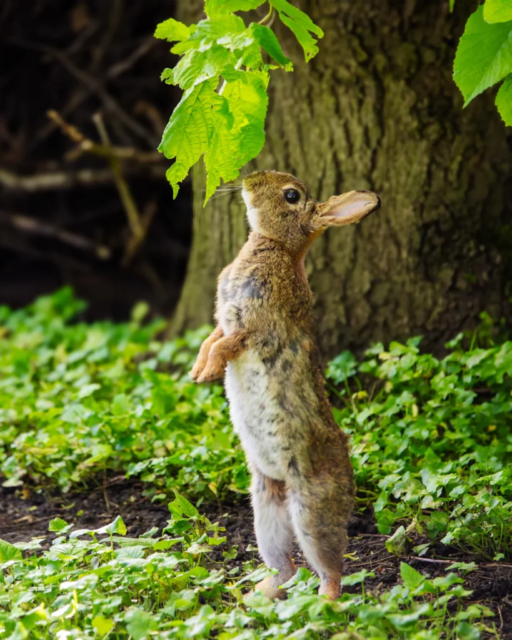 Wildes Kaninchen in Emden steht auf den Hinterbeinen und schaut zu einem Baum mit Blättern hinauf.