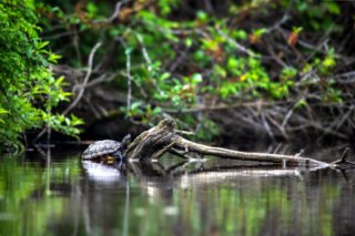 Eine Schildkröte sonnt sich am Kanal.