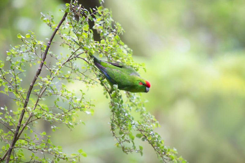 Foto eines neuseeländischen Parakeets, der auf einem Ast sitzt, umgeben von grünen Blättern vor einem unscharfen Hintergrund.