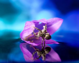 Makrofoto einer Springspinne auf einer Blüte