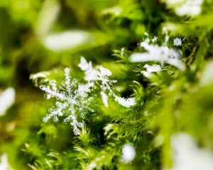 Makrofoto einer Schneeflocke im Moosbett