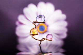 Blossom of the Copper Tree