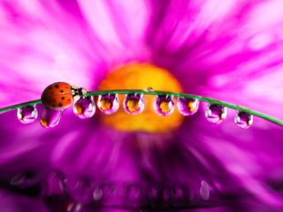 An der Blumenbrücke - Eine Fotografie von Emder Fotograf Max Simson