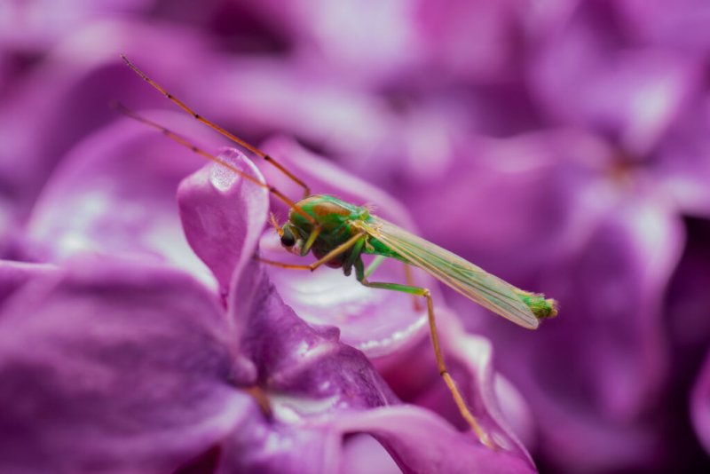 Eine grüne Zuckmücke ruht auf einer zarten lila Blüte.